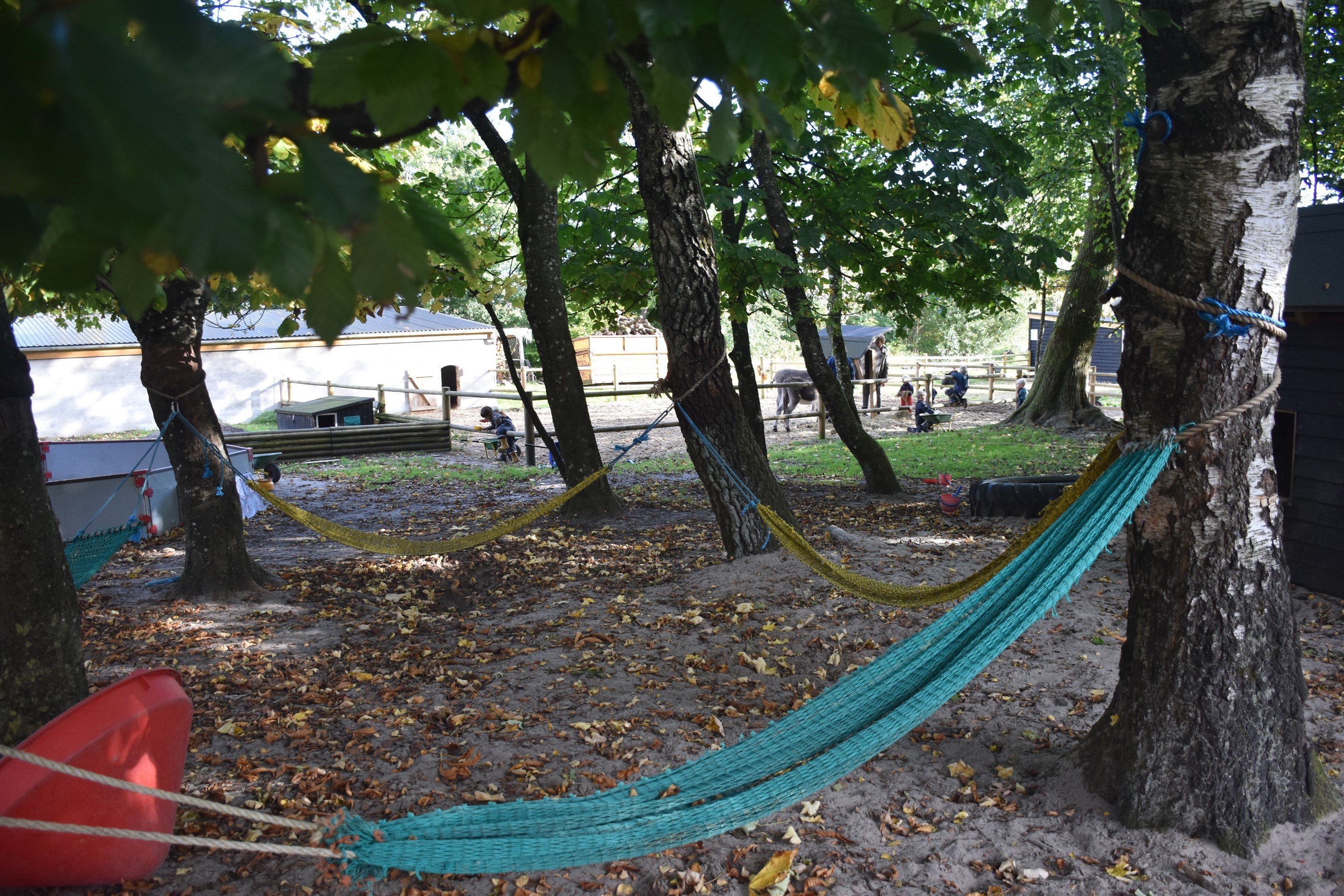 Hængekøjer i lysning i en skov